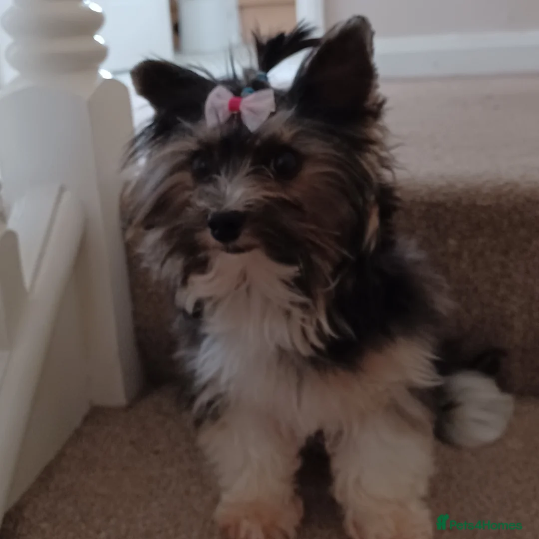 Yorkshire Terrier dogs for stud: Purebred BiewerTerrier/ColourfulYorkie Proven Stud in Merthyr Tydfil - Advert 3