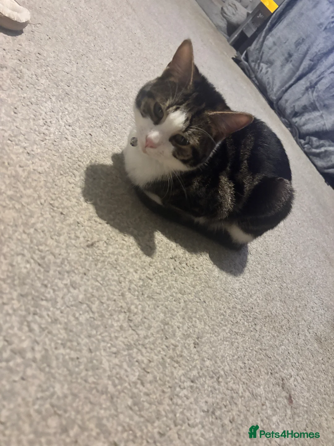 Mixed Breed cats for sale: Mixed breeds  in Lowestoft - Advert 4