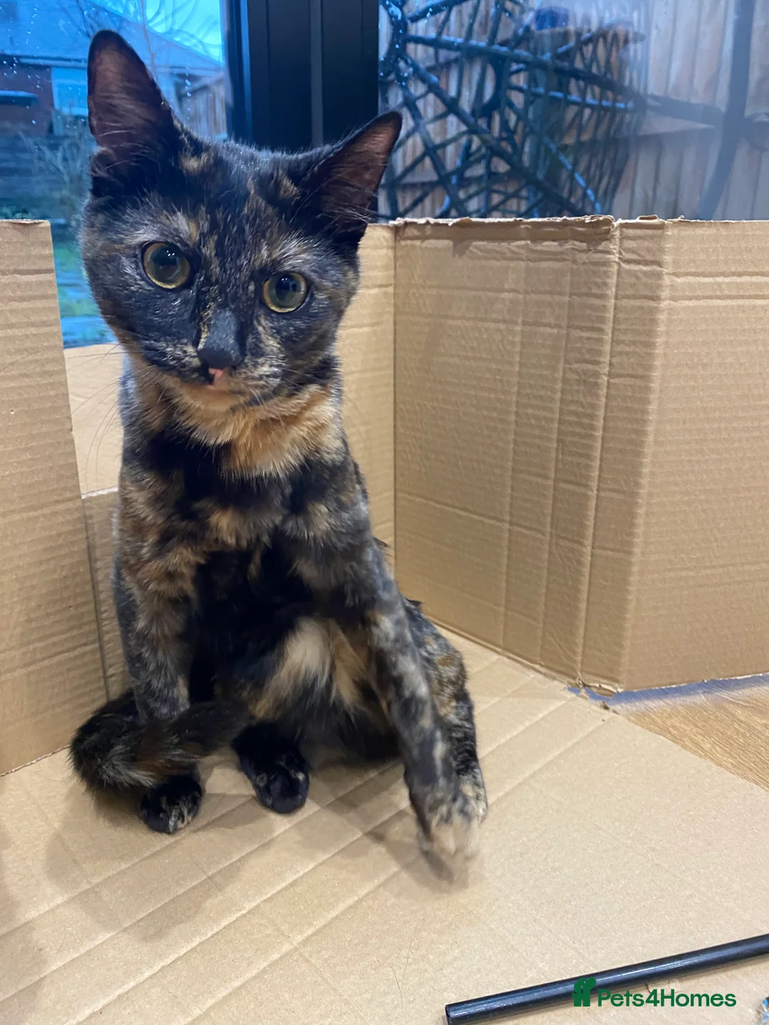 European cats for sale: Beautiful girl - Advert 3