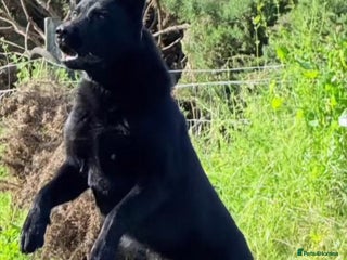 German Shepherd dogs GHOST *Stud only* - Advert 1