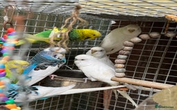 Budgerigars birds for sale: Adorable budgies and cages  - Image 5