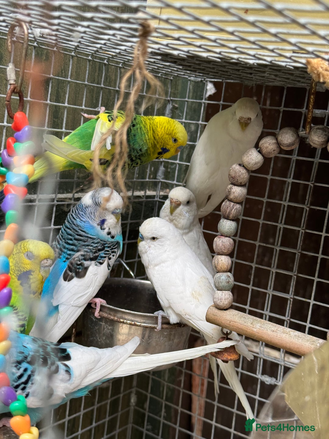 Budgerigars birds for sale: Adorable budgies and cages  - Image 5
