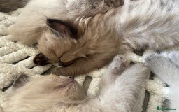 Ragdoll cats for sale: 5 Purebred kittens for SALE - Image 19