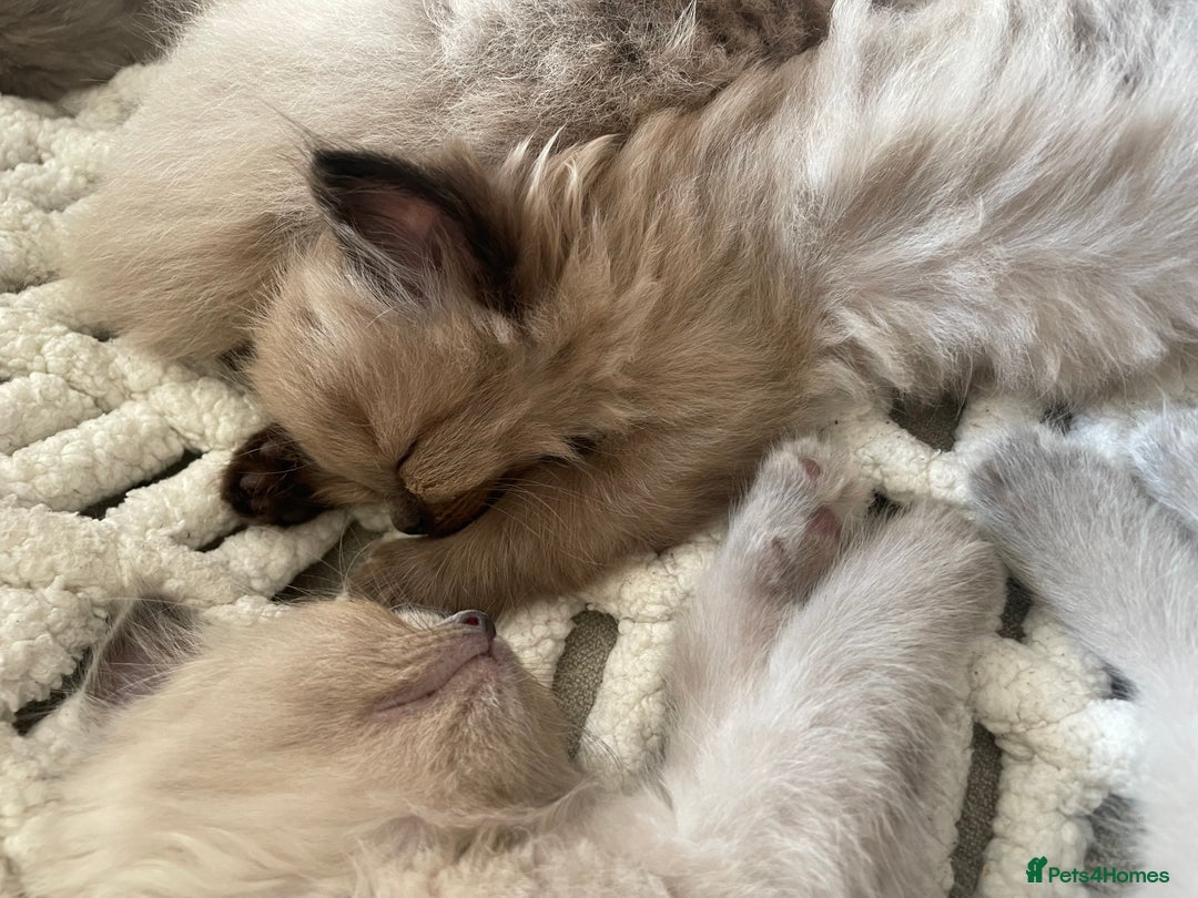 Ragdoll cats for sale: 5 Purebred kittens for SALE - Image 19