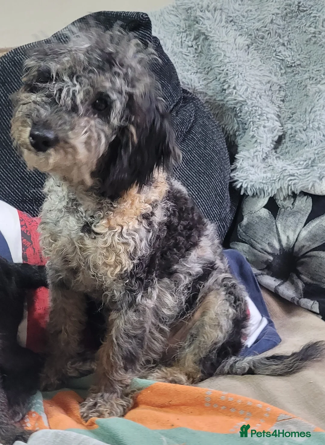 Labradoodle dogs for sale: Labradoodle puppies - Advert 25