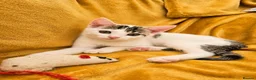 Mixed Breed cats for sale: 2 beautiful, well-socialized kittens  - Advert 2