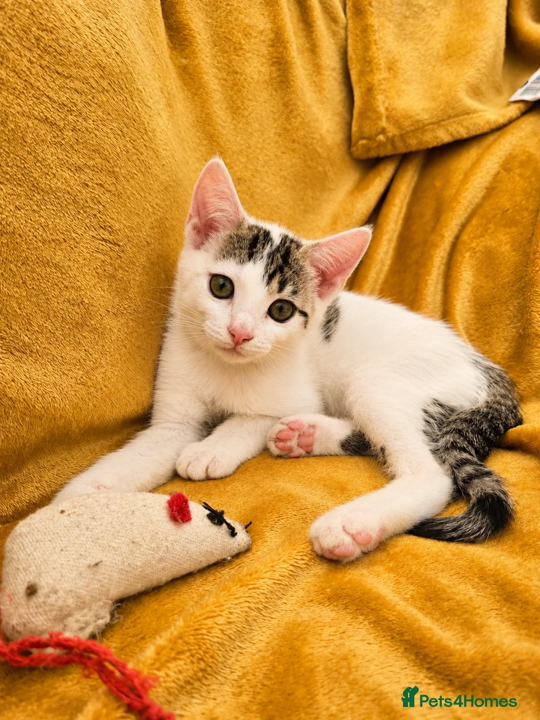 Mixed Breed cats for sale: 2 beautiful, well-socialized kittens  - Advert 2