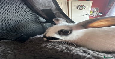 Netherland Dwarf rabbits - Advert 13
