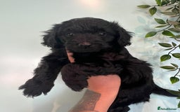 Jackapoo dogs for sale: Jackapoos  - Image 1