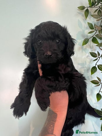 Jackapoo dogs - Advert 1