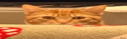 Mixed Breed cats for sale: Cat with all belongings  in Birmingham - Advert 4