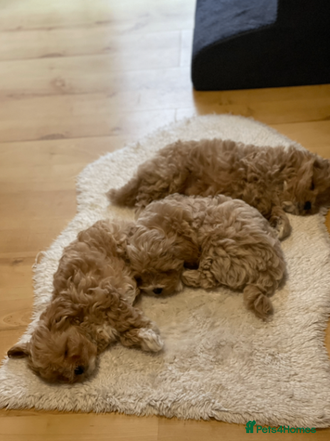 Maltipoo dogs for sale: Charming Tiny toy F1 Maltipoo puppies - Advert 5