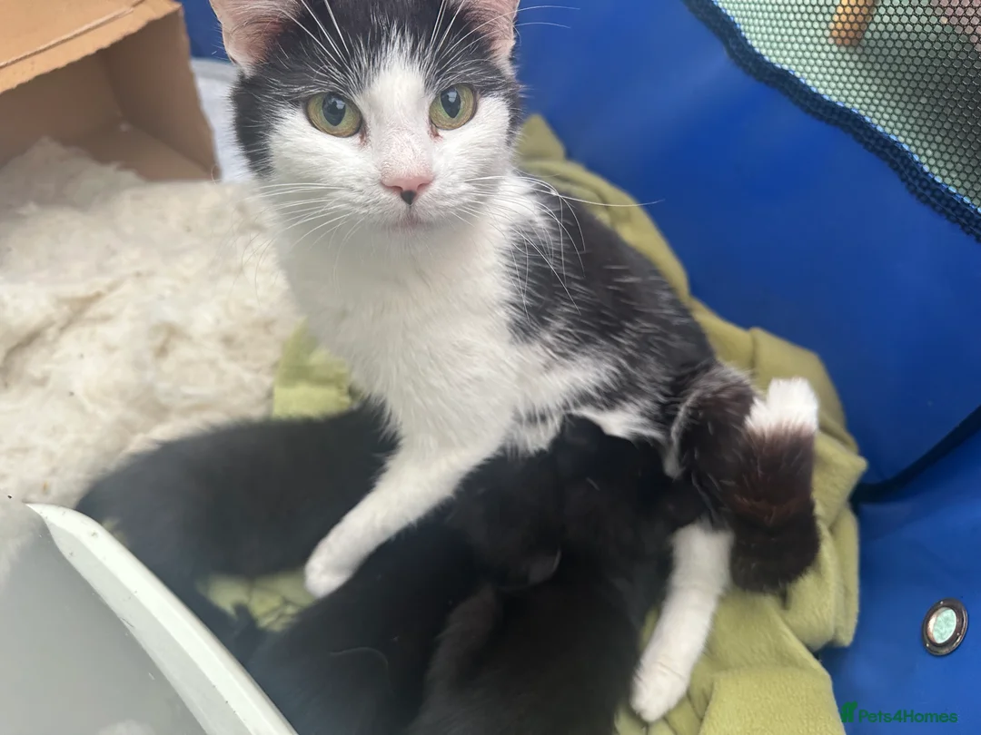 Mixed Breed cats for sale: Black Kittens for Sale in Cumnock - Advert 6