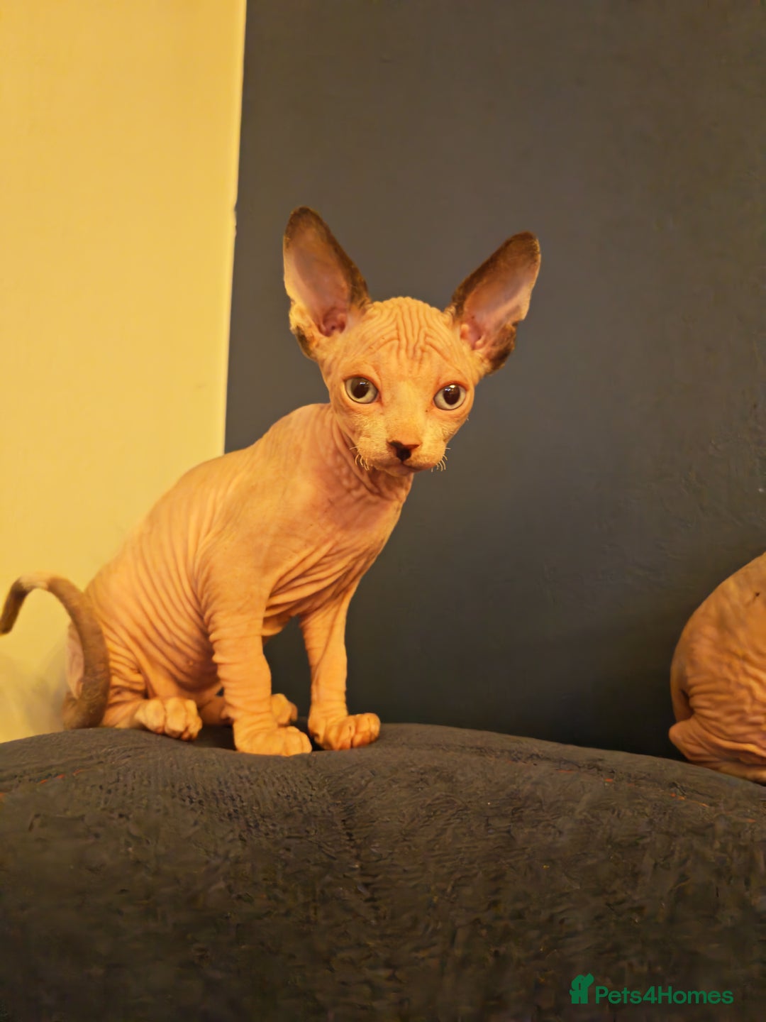 Sphynx cats for sale: Beautiful Pure Sphynx Kittens – Ready Now! - Image 13
