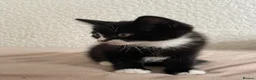 Mixed Breed cats for sale: 2 kittens for sale  in Manchester - Advert 5