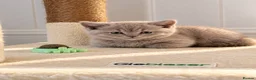 British Shorthair cats for sale: Beautiful British Shorthair Kittens - Advert 11