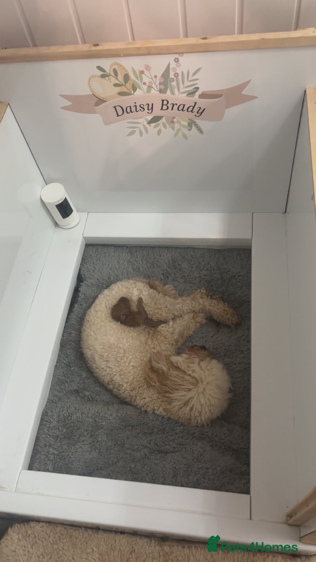 Toy Poodle dogs for sale: Tiny toy poodle puppy - Advert 4