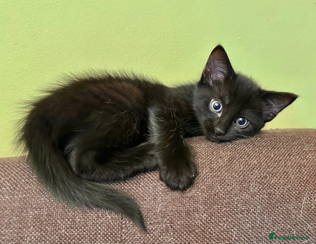 Mixed Breed cats for sale: Kittens from 1/2 Siamese Mum - Advert 22