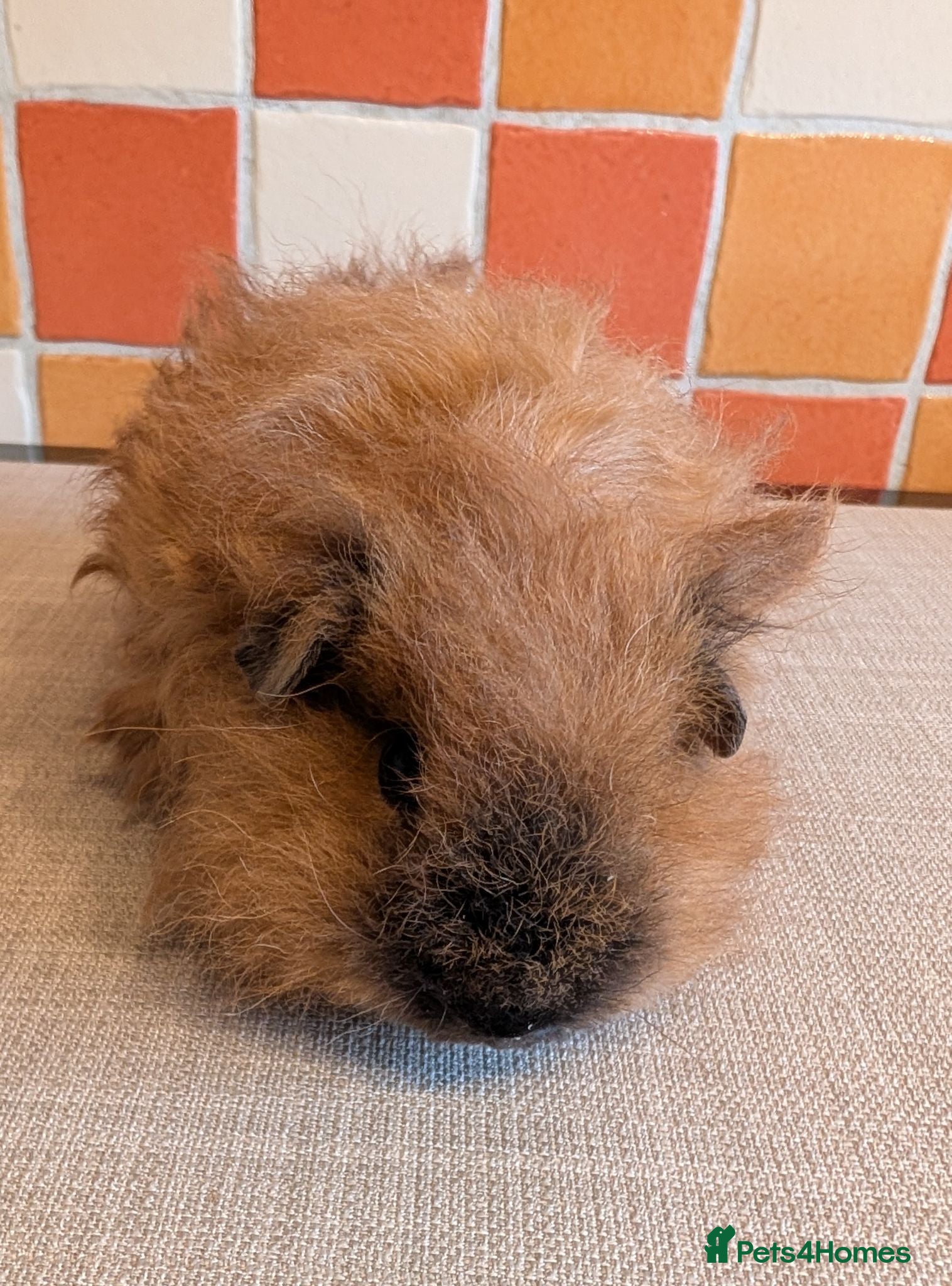 Guinea Pig rodents Gorgeous Texel Boar - Advert 7