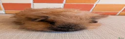 Guinea Pig rodents for sale: Gorgeous Texel Boar - Advert 1