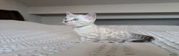 Bengal cats for sale: 🖤🩶🤍 Stunning Bengal Kittens 🤍🩶🖤 - Advert 25