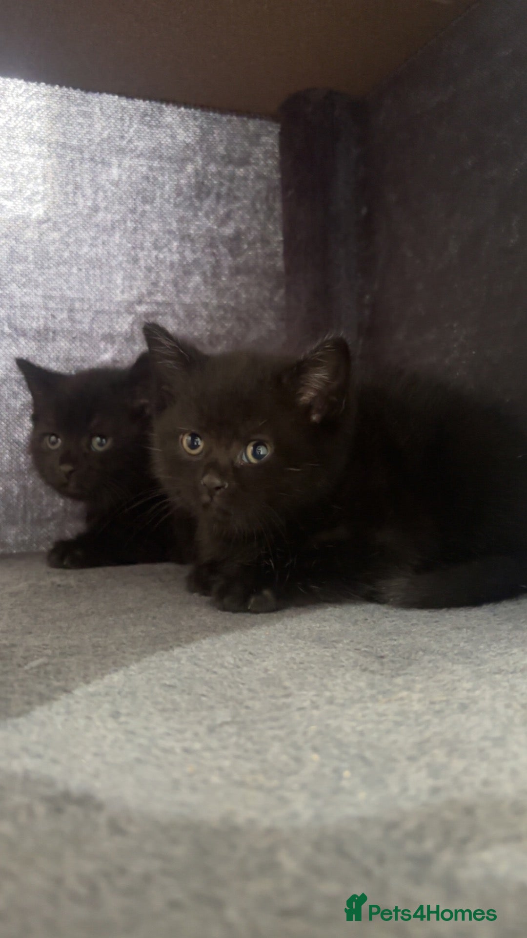 Mixed Breed cats 2 LEFT British shorthair x kittens - Advert 7