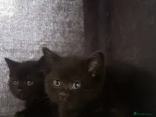 Mixed Breed cats 2 LEFT British shorthair x kittens - Advert 7