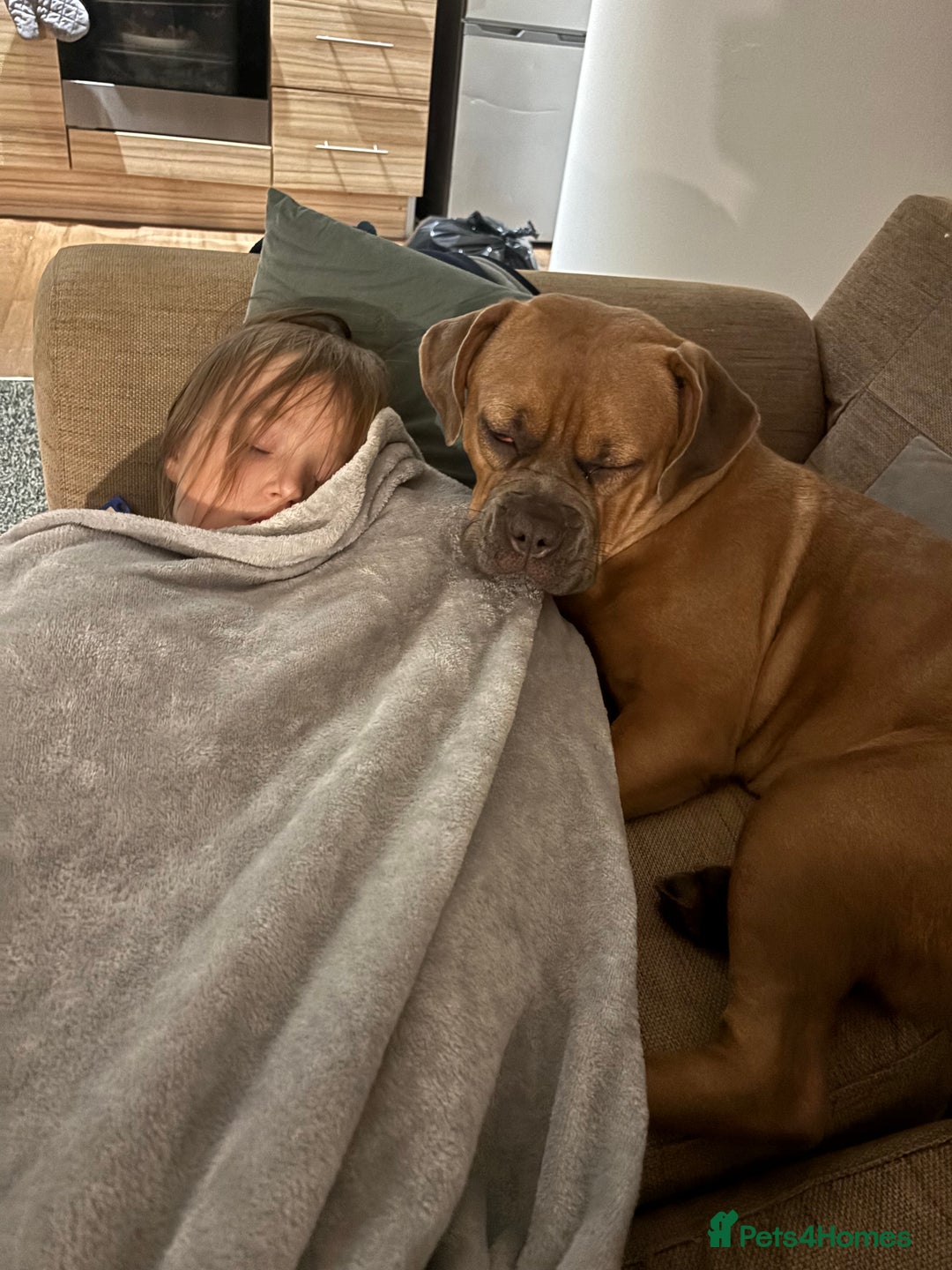 Mixed Breed dogs for sale: Cane corso  ** tiff  - Advert 4