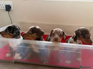 Mixed Breed dogs Saluki X Dachshund - Advert 3