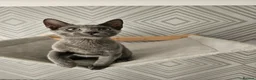 Russian Blue cats for sale: GCCF Registered Russian Blue Kittens - Advert 7