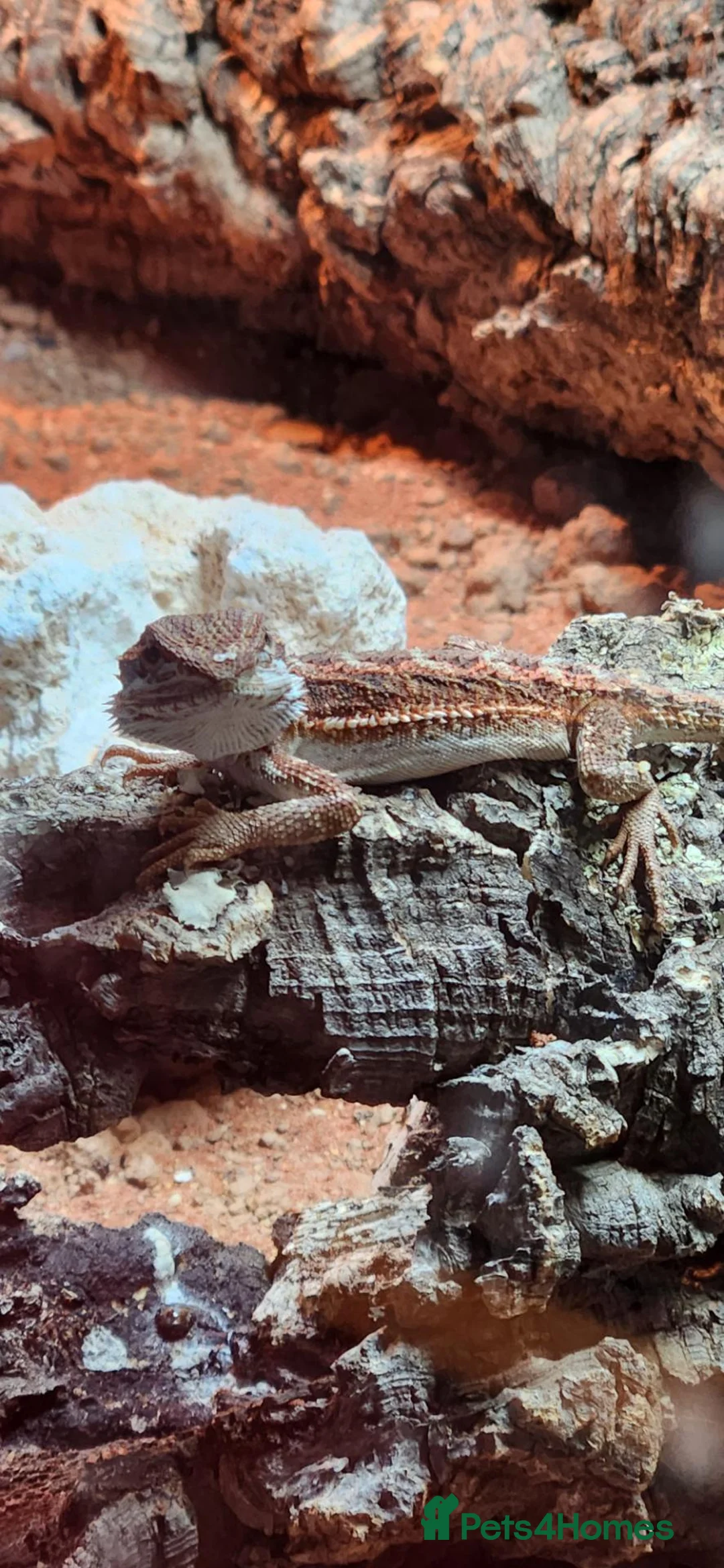 Bearded Dragon reptiles for sale: Red tiger morph  in Ledbury - Advert 2