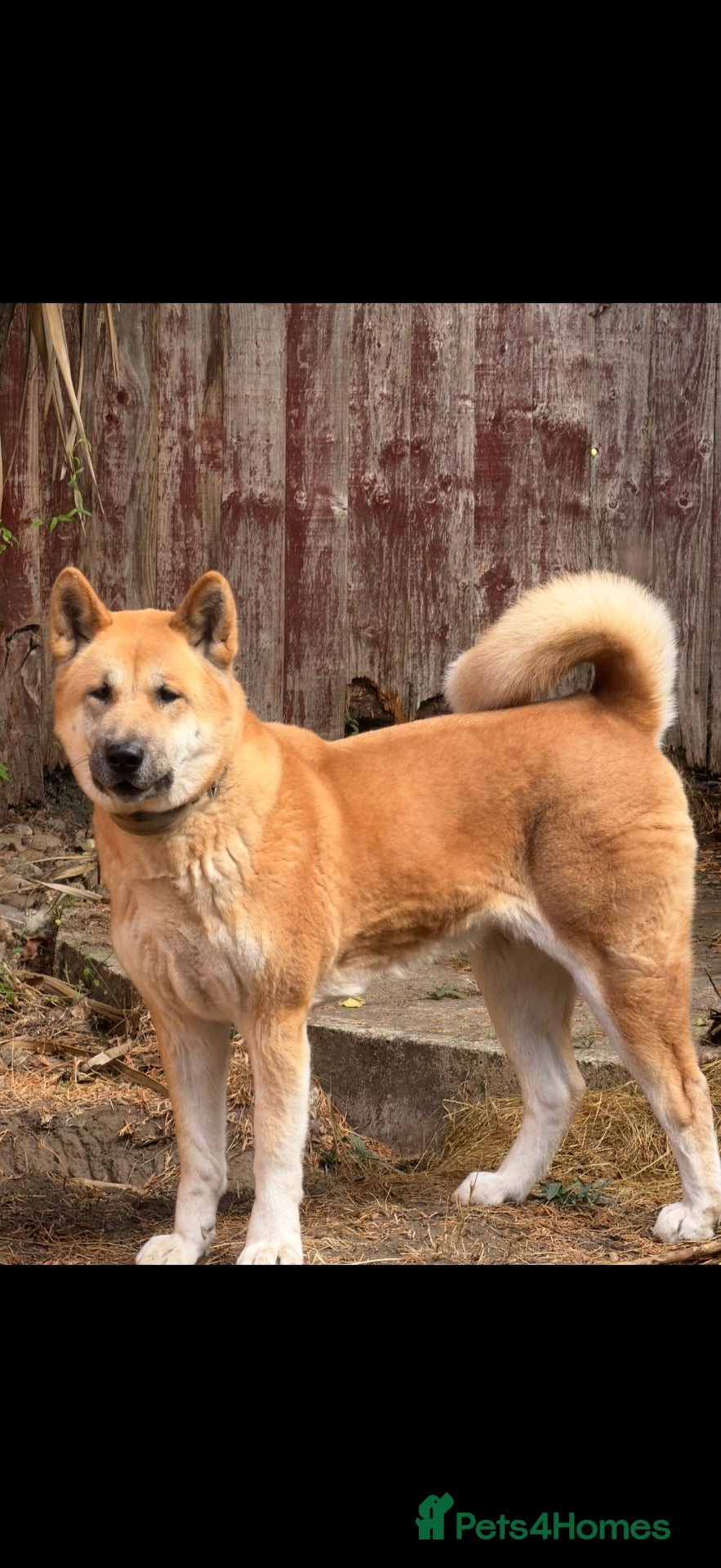 Akita dogs for sale: Akita for sale.  - Advert 1