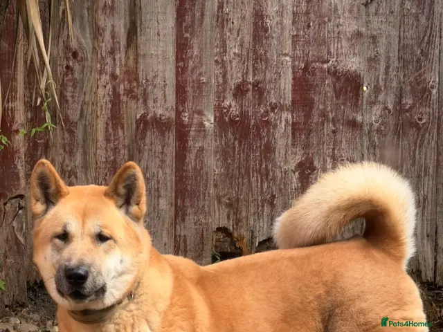 Akita dogs for sale: Akita for sale. - Advert 1