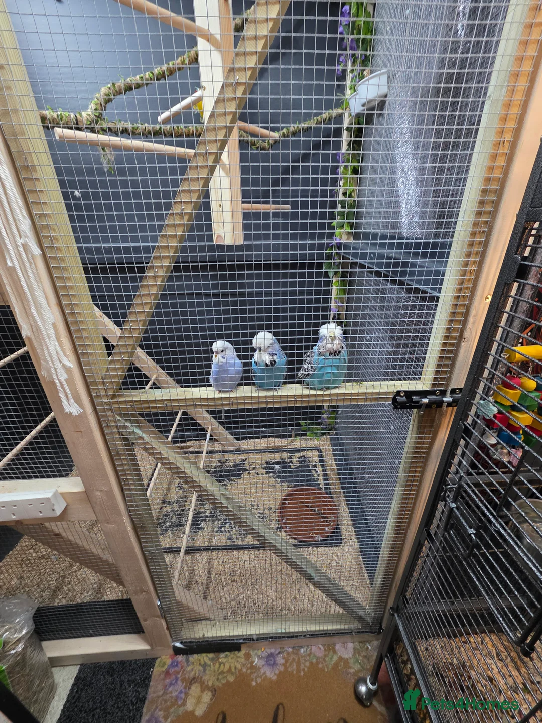 Budgerigars birds for sale: Budgies - Various  - Advert 3