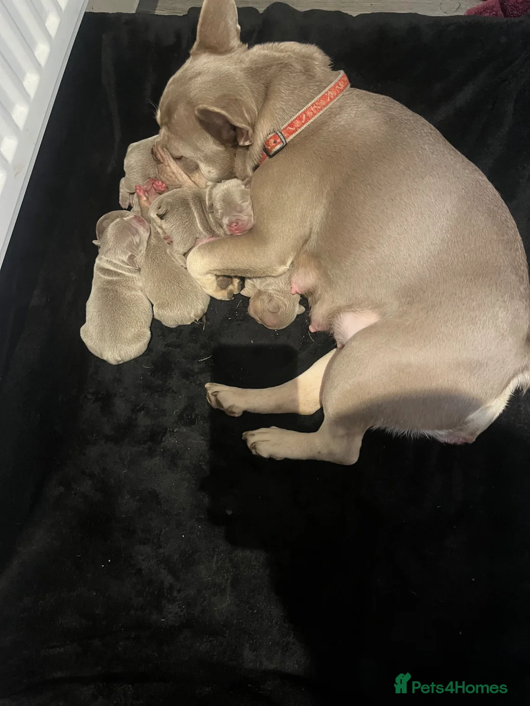 French Bulldog dogs for sale: French bulldog  in London - Advert 5