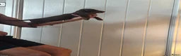 Miniature Dachshund dogs for sale: Last available miniature dachshund  - Advert 3