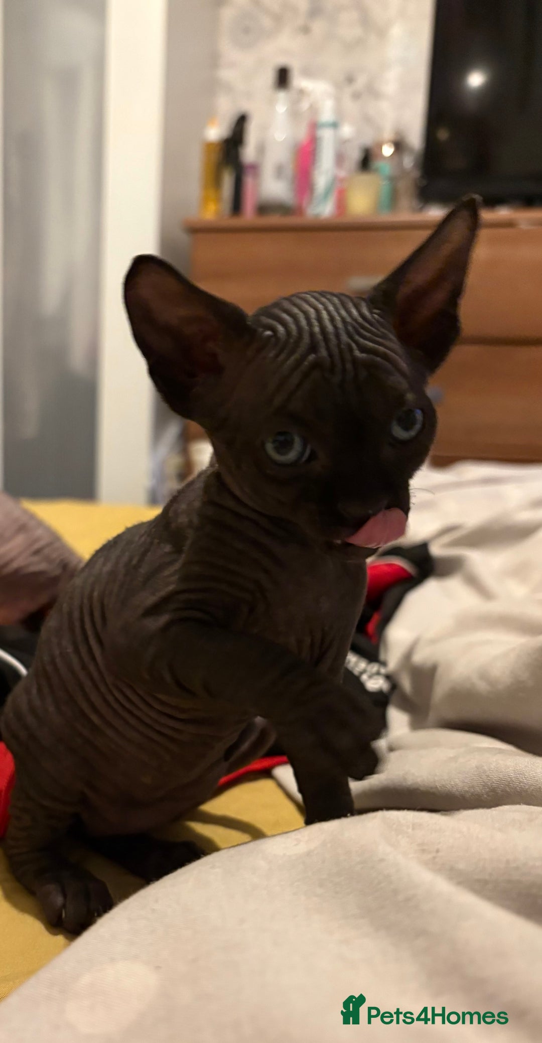 Sphynx cats for sale: Beautiful Sphynx babies  - Advert 3