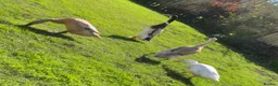 Ducks poultry for sale: 6 x Runner Duck Hatching Eggs - Ready now - Advert 4