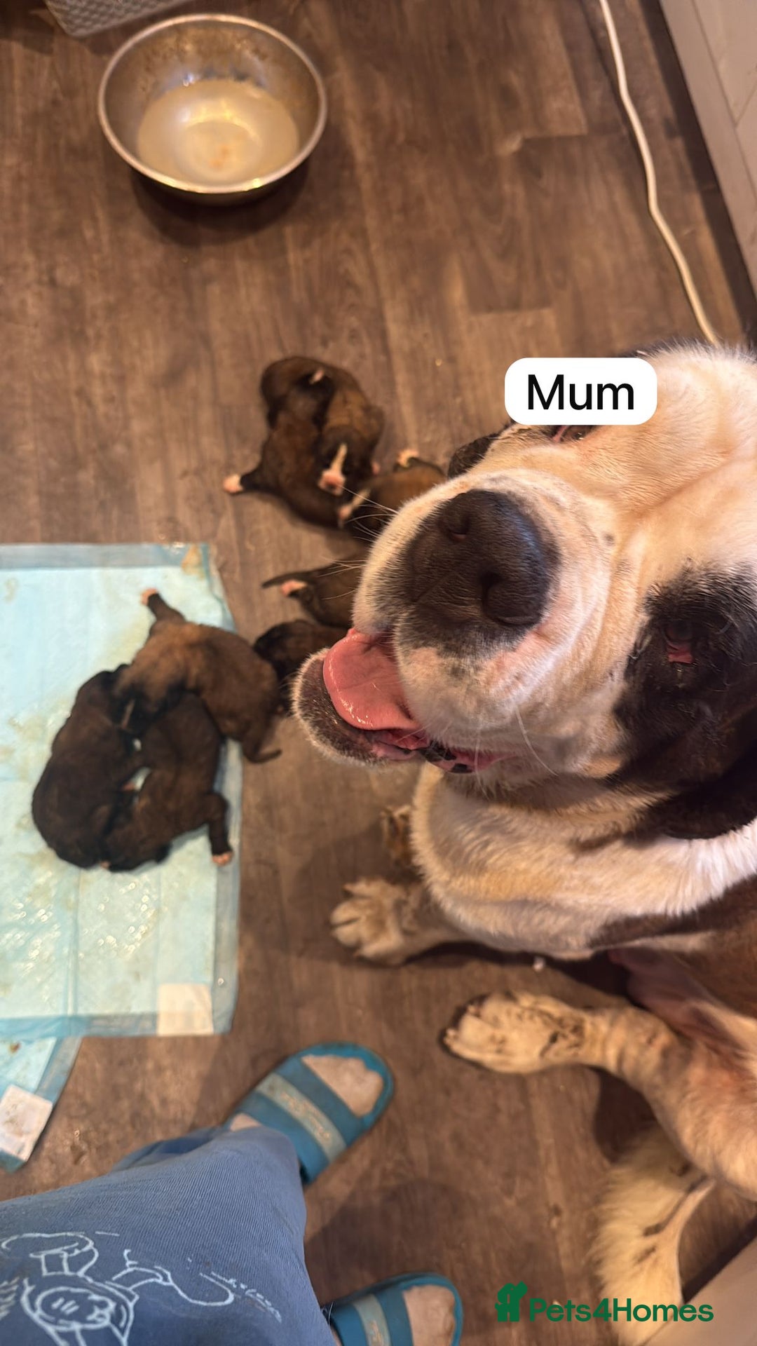 Mixed Breed dogs for sale: Saint Mastiffs for sale - Image 10