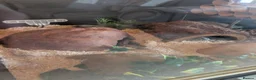 Corn Snake reptiles for sale: Gorgeous corn snake with viv and full set up in Clynderwen - Advert 13