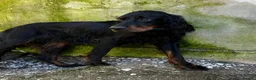 Gordon Setter dogs for adoption: Aillen - Advert 7
