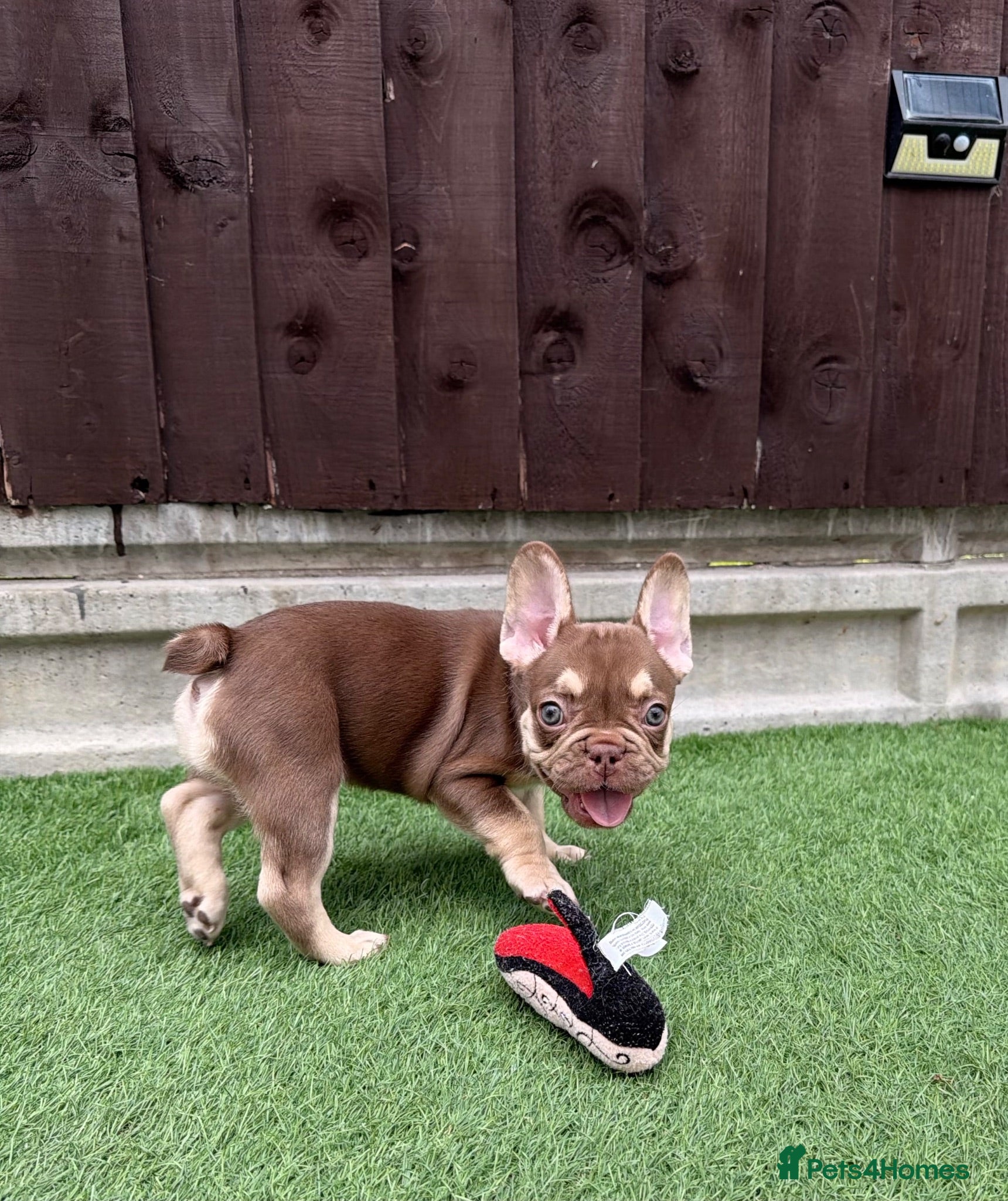 French Bulldog dogs KC French bulldog puppies highly healthed parents - Advert 1