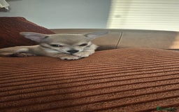 Chihuahua dogs for sale: Chihuahua (girl) - Image 1