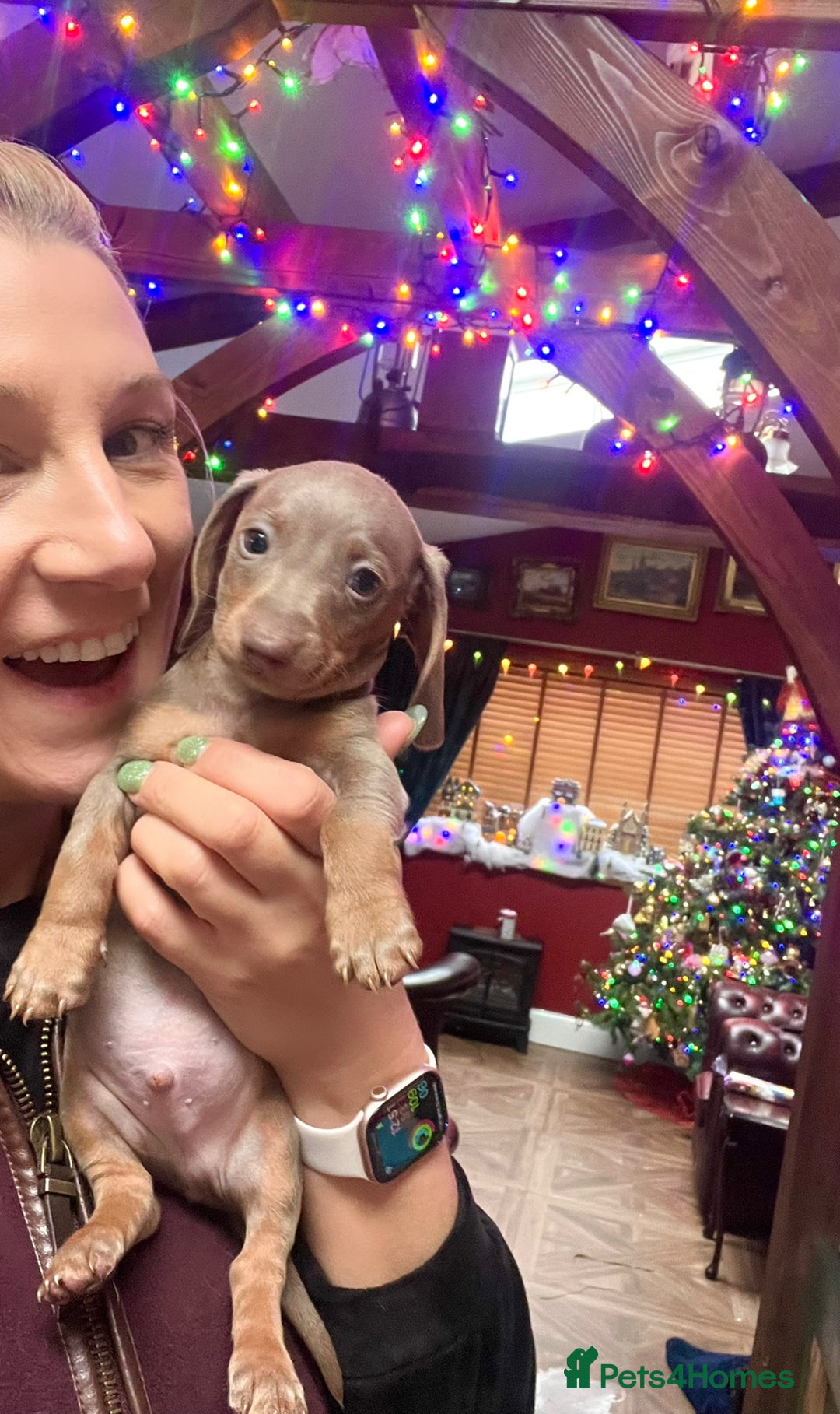 Miniature Dachshund dogs for sale: 3 Extremely clean and healthy KC boys available  - Advert 1