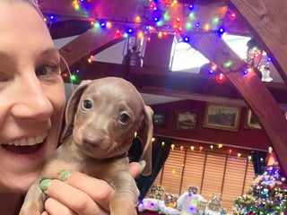 Miniature Dachshund dogs 3 Extremely clean and healthy KC boys available - Advert 2