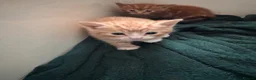 Domestic Shorthair cats for sale: 5 little kitten  - Advert 10