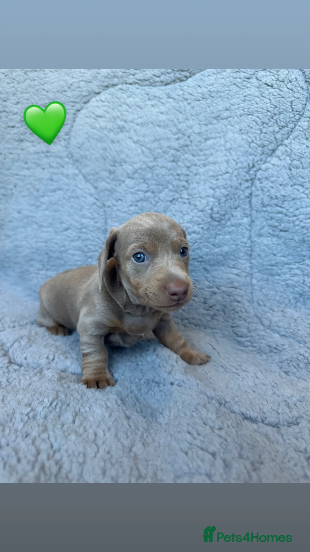 Miniature Dachshund dogs for sale: *ONLY 1 LEFT* Beautiful Miniature Dachshunds - Advert 15