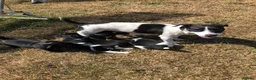 Jack Russell dogs for sale: Lovely smooth coated short legged pups - Advert 4
