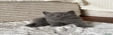 British Shorthair 1