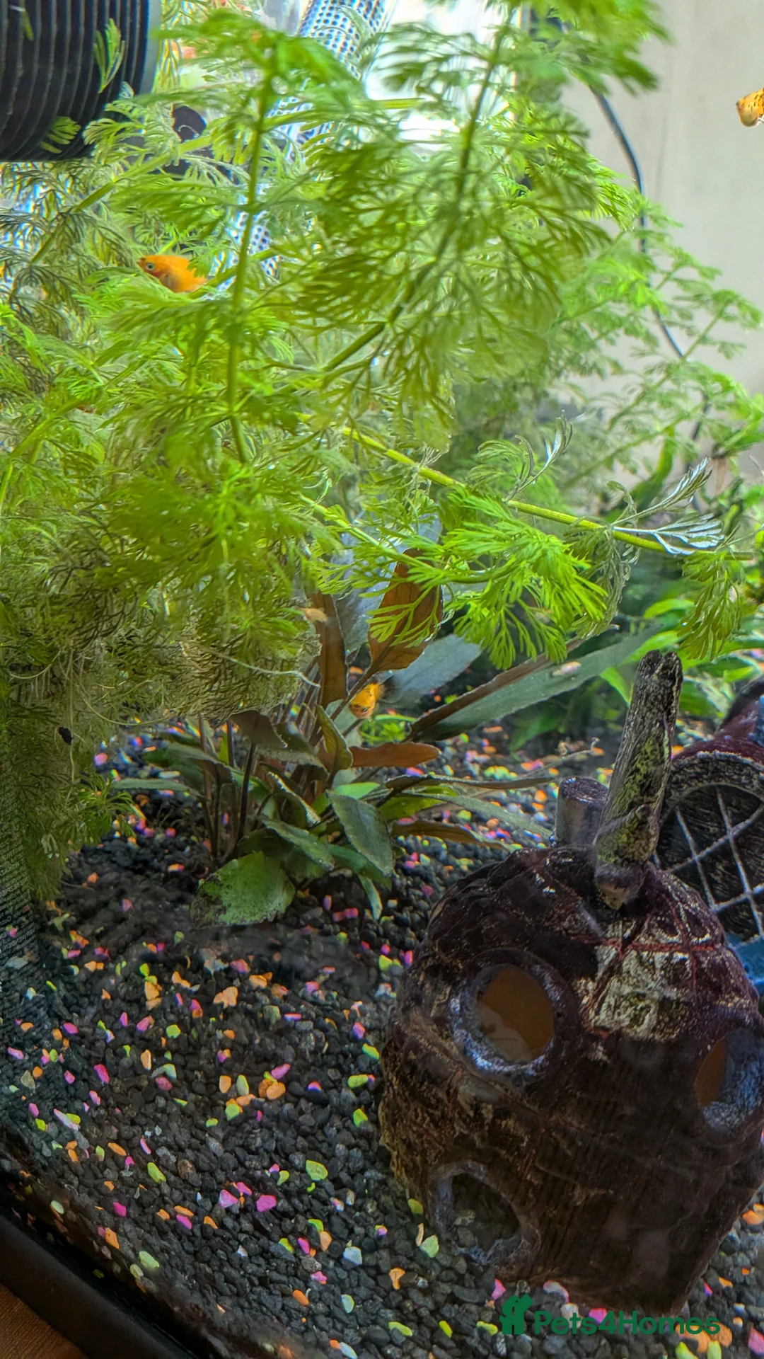 Platies fish for sale: Platy fry fish  in Mold - Advert 1